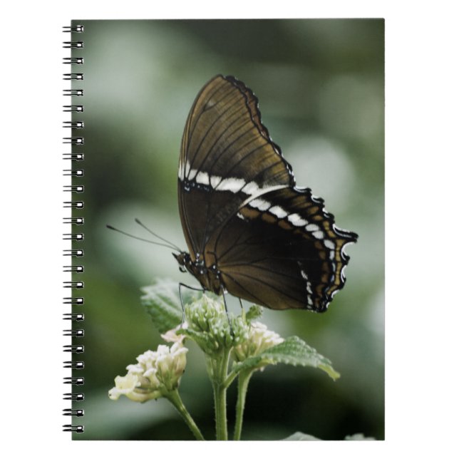 Cuaderno Portátil Siproeta (Frente)