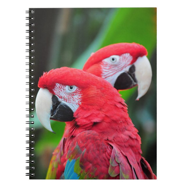 Cuaderno Poster de loros de macao colorido (Frente)