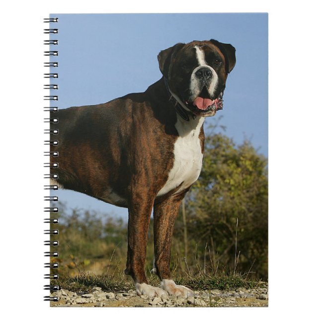 Cuaderno Postura de la exposición canina del boxeador (Frente)