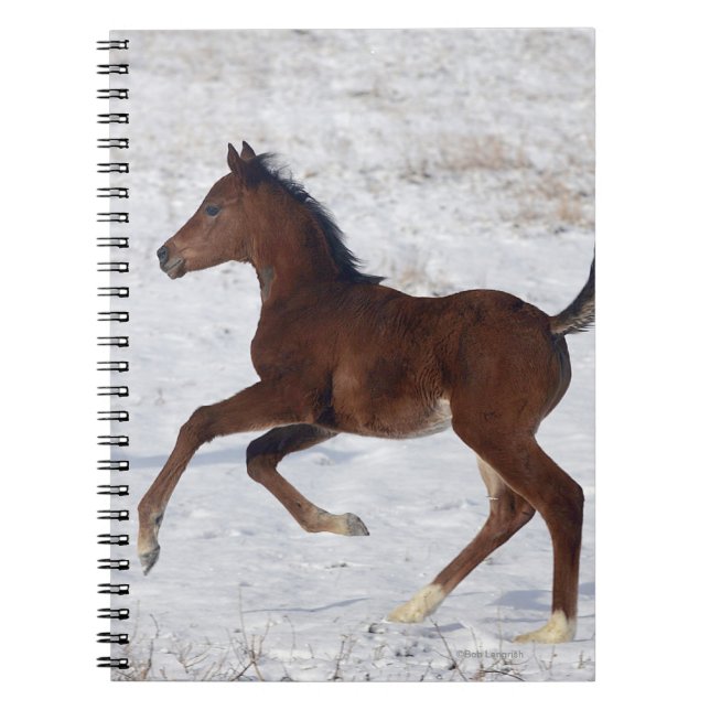 Cuaderno Potro árabe en la nieve (Frente)