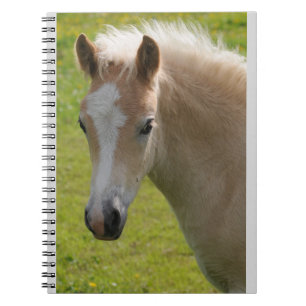 Cuaderno Potro de Haflinger (raza rara)
