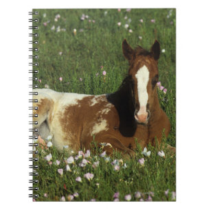 Cuaderno Potro del Appaloosa que coloca en flores