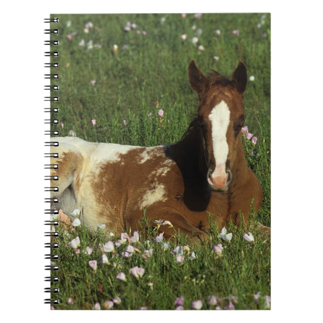Cuaderno Potro del Appaloosa que coloca en flores (Frente)