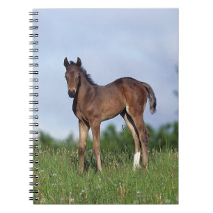 Cuaderno Potro excelente que se coloca en la hierba