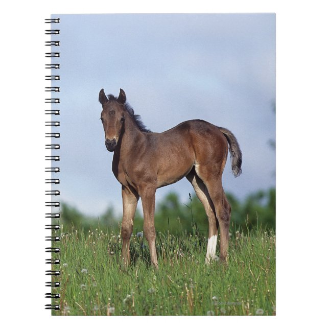 Cuaderno Potro excelente que se coloca en la hierba (Frente)