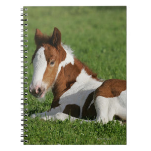 Cuaderno Potro que pone en hierba