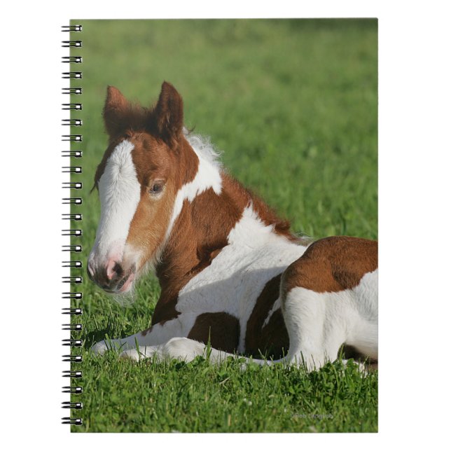 Cuaderno Potro que pone en hierba (Frente)