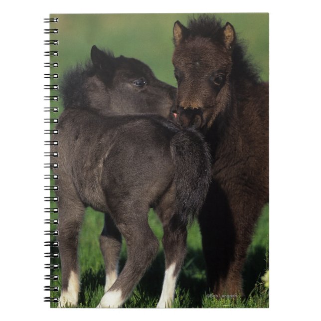 Cuaderno Potros 1 de la miniatura (Frente)