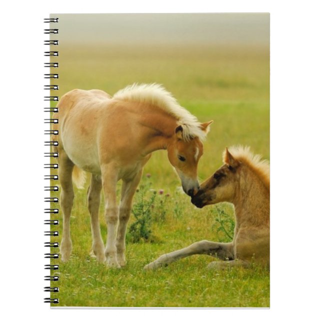Cuaderno Potros del caballo (Frente)