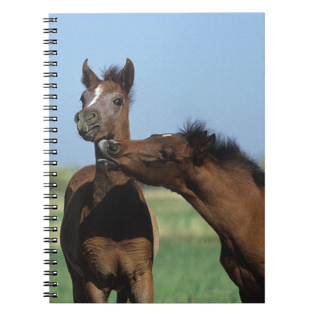 Cuaderno Potros que juegan 2 (Frente)