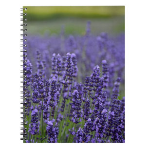 Cuaderno Pradera de lavanda morada