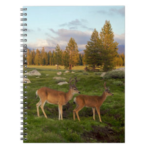 Cuaderno Prado de Tuolumne, Yosemite