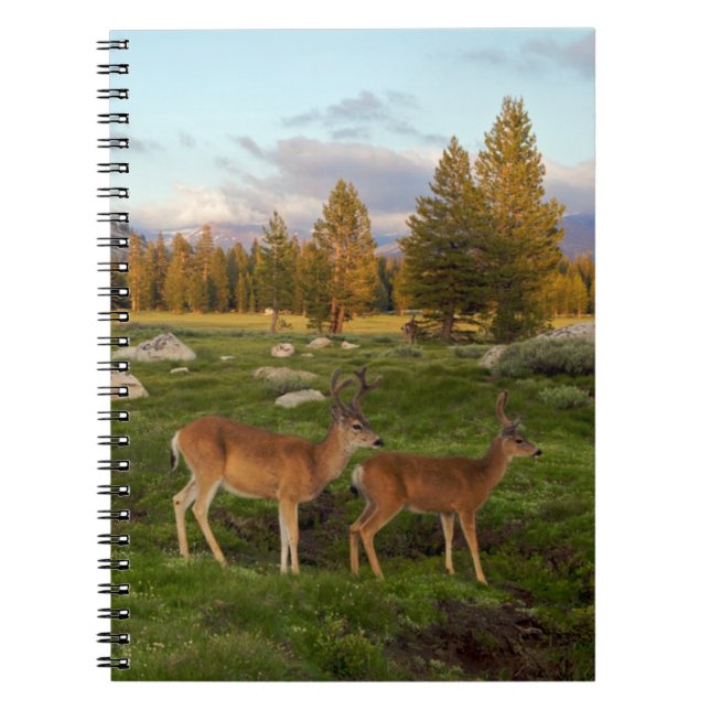 Cuaderno Prado de Tuolumne, Yosemite (Frente)