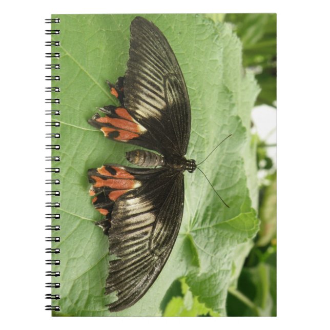 Cuaderno Pretty Black Red and Gold Butterfly Notebook (Frente)