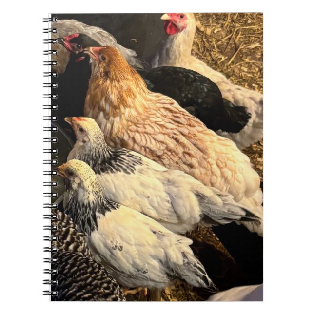 Cuaderno Pretty  Chickens Notebook (Frente)