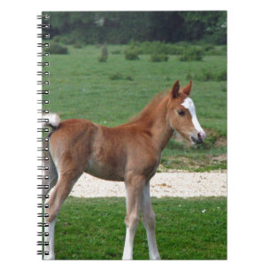 Cuaderno Primavera linda de los regalos del destino del