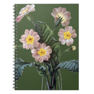 Cuaderno Primavera (Primula Aucalis)