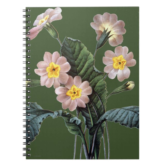 Cuaderno Primavera (Primula Aucalis) (Frente)