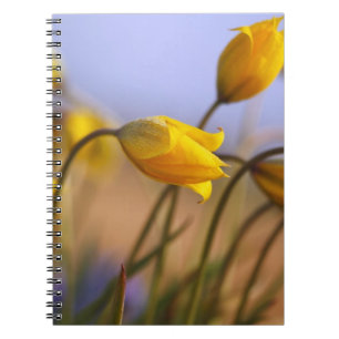 Cuaderno Primer de narcisos