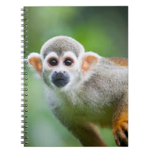 Cuaderno Primer de un mono de ardilla común