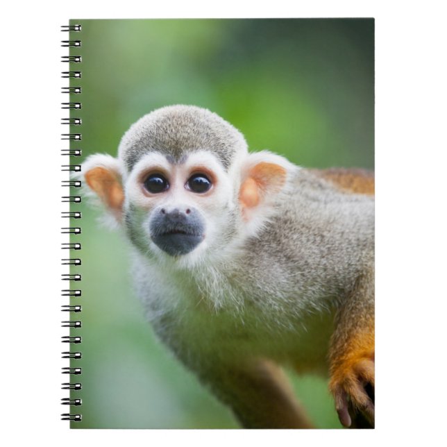 Cuaderno Primer de un mono de ardilla común (Frente)