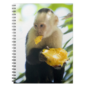 Cuaderno Primer de un mono del capuchón que come una fruta