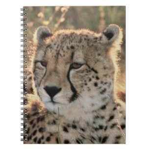 Cuaderno Primer plano de guepardos