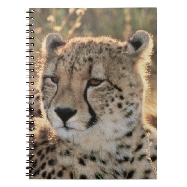Cuaderno Primer plano de guepardos (Frente)