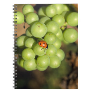 Cuaderno Primer plano de mariquita en uvas verdes Pinot Noi