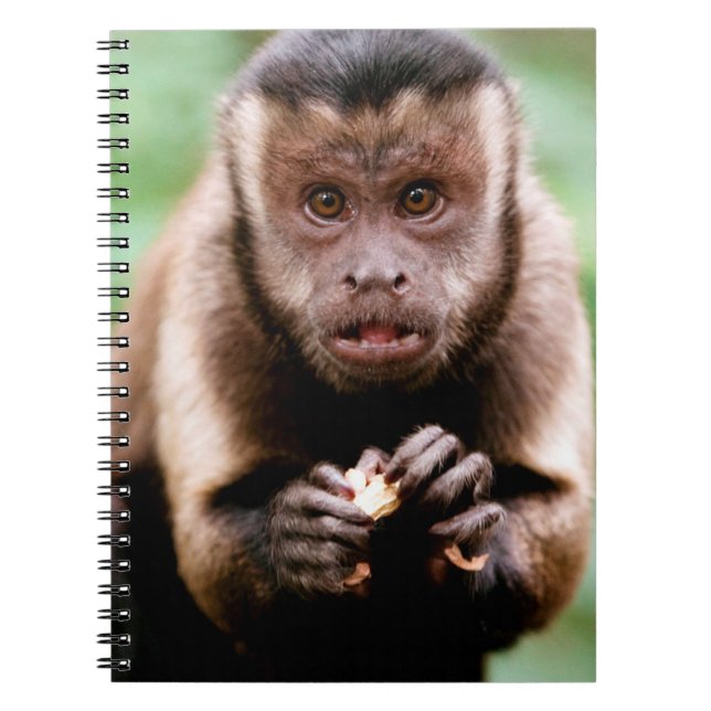 Cuaderno Primer plano de un mono capuchino de capucha negra (Frente)