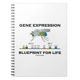Cuaderno Programa De Expresión Genética Para Genes Homeobox