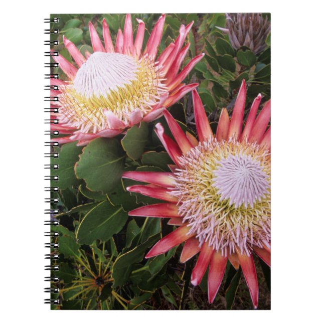 Cuaderno Protea Rey (Protea Cynaroides), Helderberg (Frente)