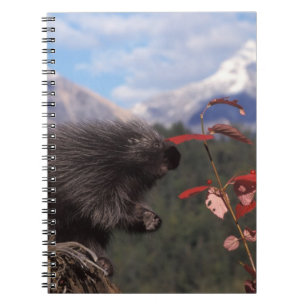 Cuaderno Puercoespín común alimentándose de arándano de arb