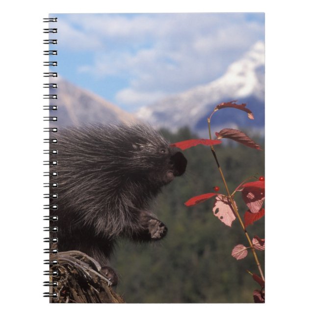 Cuaderno Puercoespín común alimentándose de arándano de arb (Frente)