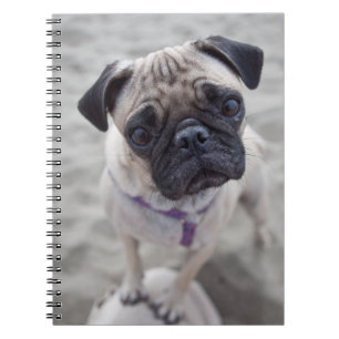 Cuaderno Pug Closeup