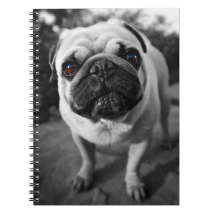 Cuaderno Pug guapo