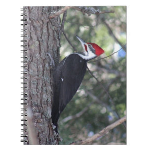 Cuaderno Pulsación de corriente de Pileated