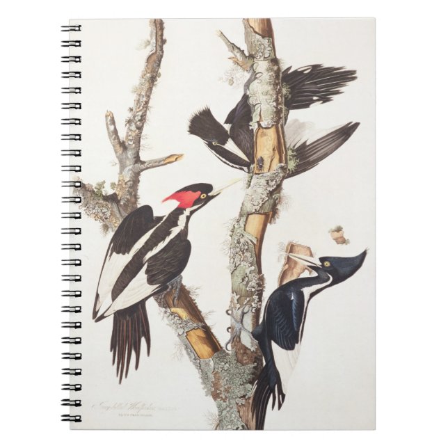 Cuaderno pulsación de corriente Marfil-cargada en cuenta, (Frente)