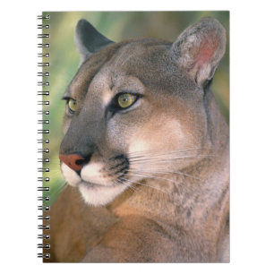 Cuaderno Puma, California