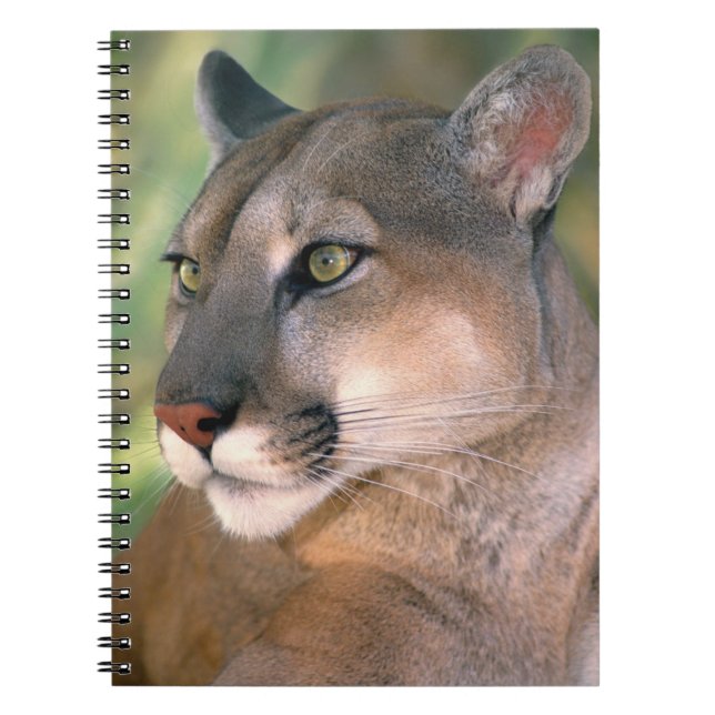Cuaderno Puma, California (Frente)