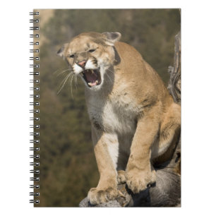Cuaderno Puma o león de montaña, puma concolor, Cautivo -