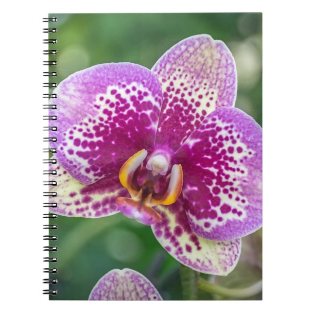 Cuaderno púrpura de la orquídea (Frente)