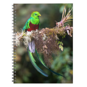 Cuaderno Quetzal Resplandeciente en el Bosque Nuboso
