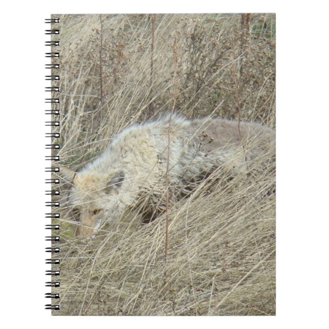 Cuaderno R13 Coyote en Hierba Alta (Frente)