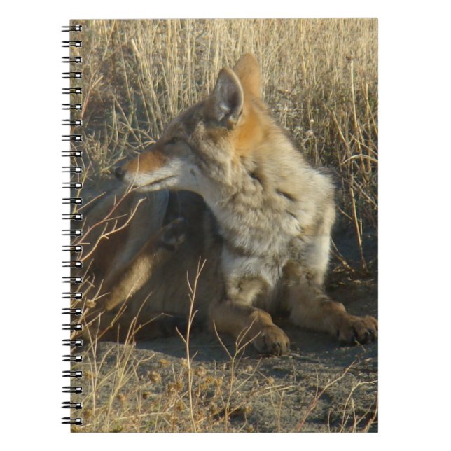 Cuaderno R16 Coyote Rascándose (Frente)