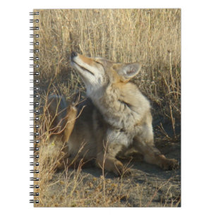 Cuaderno R17 Coyote Rascándose