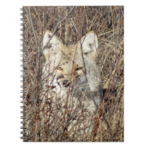 R21 Coyote "Vigiándote"