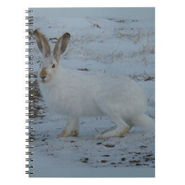 Cuaderno R23 Snowshoe Hare