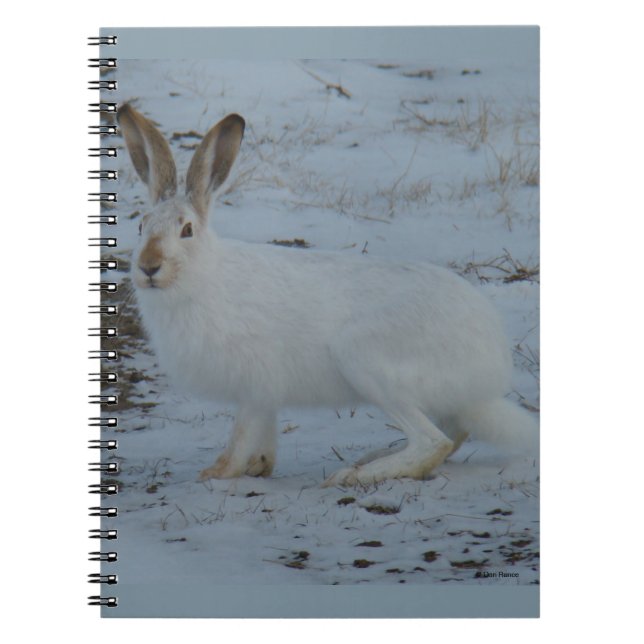 Cuaderno R23 Snowshoe Hare (Frente)
