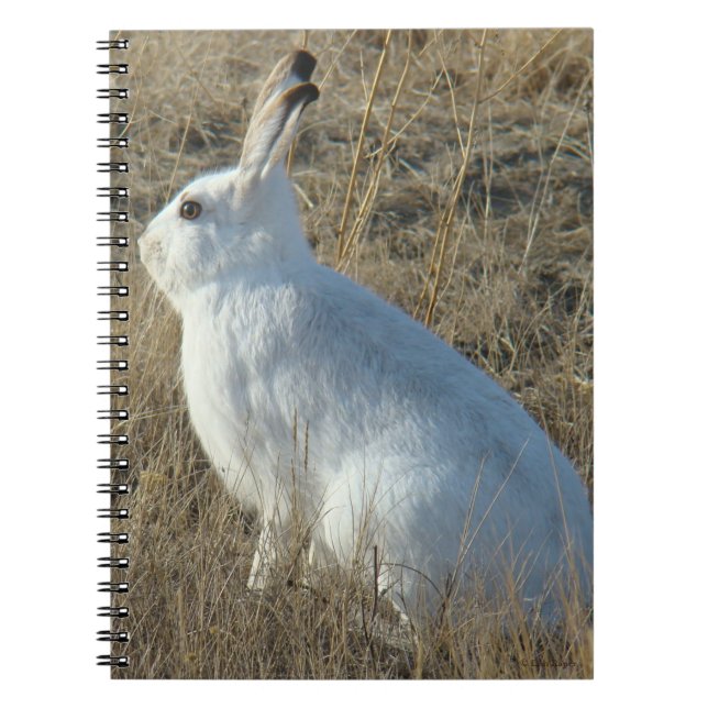 Cuaderno R25 Liebre de Nieve (Frente)